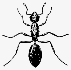 Cartoon, Ant, Bug, Six, Legs, Drawings, Ants, Top, - Insect Black And White #1861558