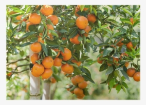 Citrus × Sinensis #1861639