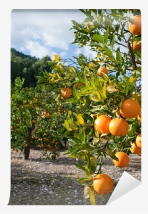 Citrus × Sinensis #1861692