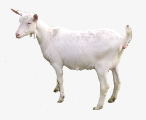 Goat Png Transparent - Cabra Png #1862895