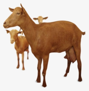 Goat Clip Chivo - Cabra Lechera Png #1863230