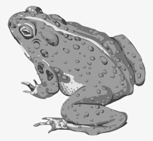 Toadskip Banner - Toad Vector #1863853