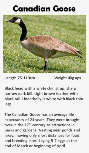 Goose - Goose Georgia Animals #1864475