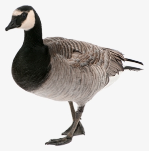 Goose Png #1864499