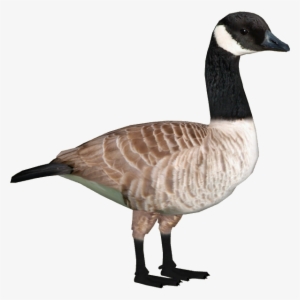 Canada Goose - Canada Goose Eggs Png #1864624