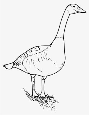 Free Vector Canada Goose Clip Art - Canada Goose Line Art #1864713