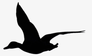 Flying Duck Silhouette By Wuestenbrand - Flying Duck Silhouette #1865004