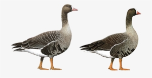 The Look-alike Dilemma - Lesser White Fronted Goose #1865007