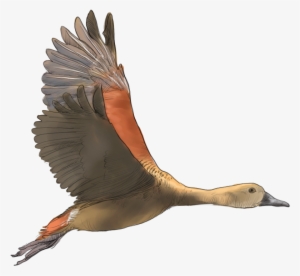 Lesser Whistling Duck - Kranji Marshes #1865087