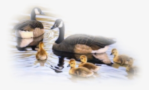 Bd-45 - Bangladesh #1865154