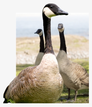 How To Get Rid Of Geese - Geese #1865301