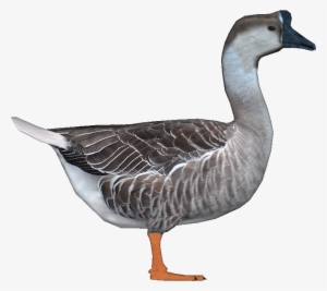 Goosechinese Jimmyzhoopz - Swan Zoo Tycoon 2 #1865389