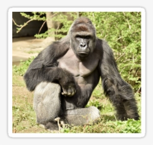 Harambe - Raindrop Drop Top Memes Harambe #1865554