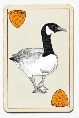 Canada Goose - Canada #1865611