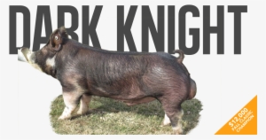 Main Attraction - Warthog #1866844