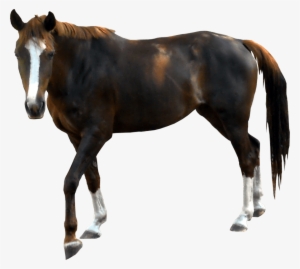 Horse With Clear Background #1867117