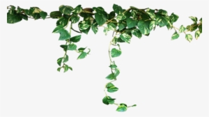 Panda Emoji Edit 🐼 Please Do - Transparent Plants #1867845
