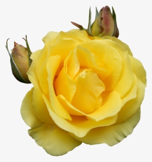 Yellow Roses Png #1868408
