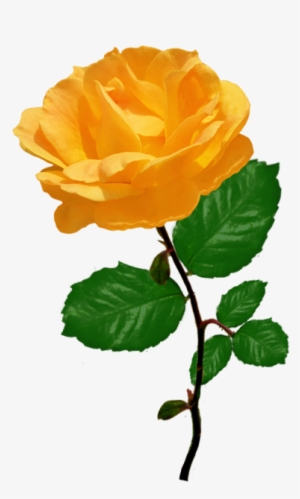 Red Red Rose Clipart - Orange Rose Clipart #1868482