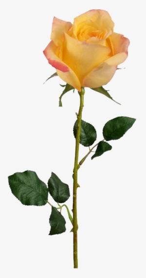 A Moment Will Occur Sometimes When Something Magical - Valentine's Day Rose Long Stem #1868695