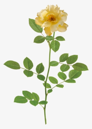 The Lemon Drift® Rose - Rose #1868802