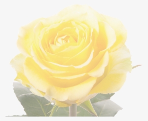 Garden Roses #1868958