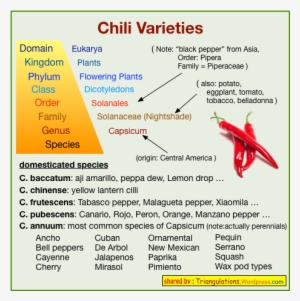 Chili Vs Pepper - Chili Pepper Taxonomic Classification #1869016