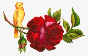 Yellow Rose Clipart Red - Clip Art #1869174
