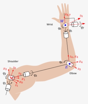Kinematic Model Of The Human Arm - Kinematics #1870941