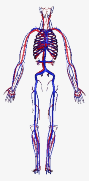 Human Circulatory System - Circulatory System Transparent #1871634