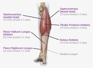 Posterior View - Lower Extremity Botox #1871675