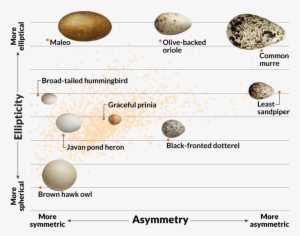 Researchers Examined The Eggs Of 1,400 Bird Species - Invertebrate #1872940
