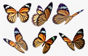 Butterflies 4 Png Stock By Roys-art - Free Butterfly Overlay Png #1880584