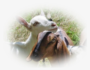 Every Batch Of Our Soap Begins With Fresh, Creamy Milk - Sheep #1880990