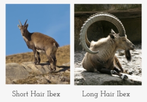 Picture - Animal Horns #1881386