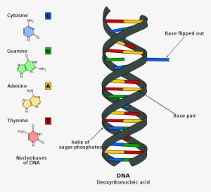 Dna And Rna #1881889