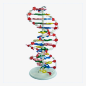 High Quality Teaching Aids Human Dna Double Helix Model - Dna #1882065