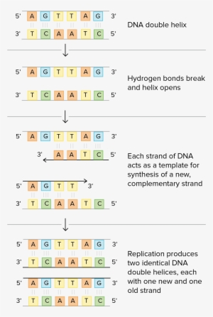 Schematic Of Watson And Crick's Basic Model Of Dna - Dna #1882290