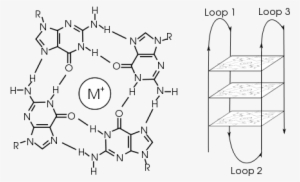 A G Tetrad - G Quadruplex Png #1882377