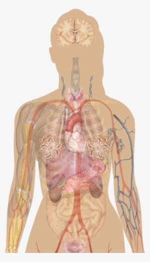 Anatomical Heart Fitness Tops - Thyroid Bruising #1883146