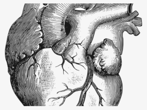 Anatomical Heart Pictures - Corazon Dibujo A Lapiz #1883417