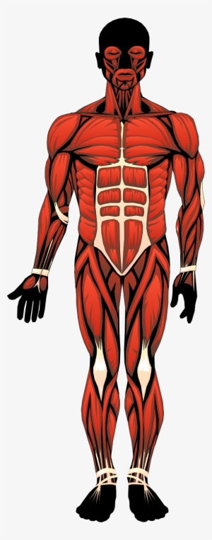 Anatomical Heart Clip Art - Clip Art Human Anatomy #1883438 Anatomical Heart Clip Art - Clip Art Human Anatomy #1883438