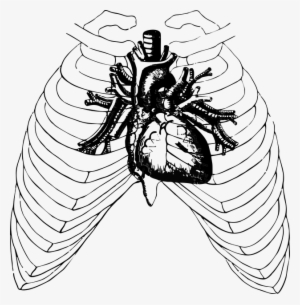 Free Photo Health Halloween Anatomy Heart Ribs Human - Auscultacion De Focos Cardiacos #1883618