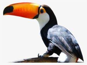 Toucan - Cataratas Iguazu Tucan Png #1883946