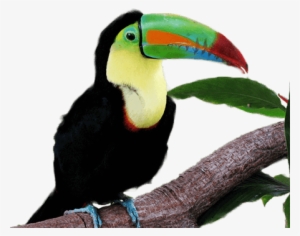 Keel-billed Toucan #1884239