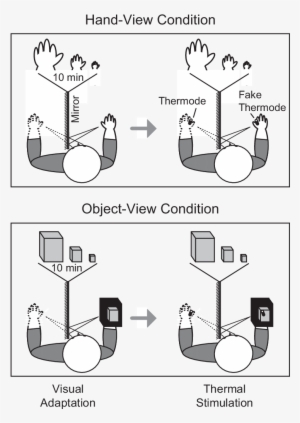 Participants Gazed Toward Their Left Hand - Diagram #1884273