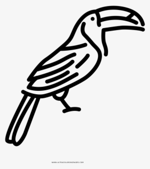 Toucan Coloring Page - Illustration #1884346