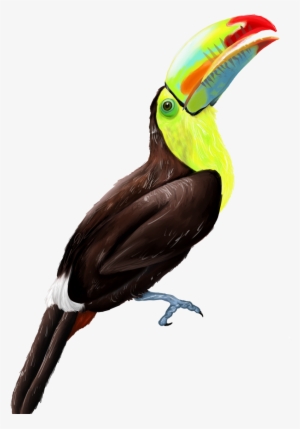 Keel Billed Toucan - Keel Billed Toucans Png #1884823