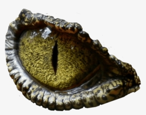 Banner Free Stock Background Prehistoric Animal Website - Eye Of Crocodile, For The Love Urnal For Your Thoughts, #1886679 Banner Free Stock Background Prehistoric Animal Website - Eye Of Crocodile, For The Love Urnal For Your Thoughts, #1886679