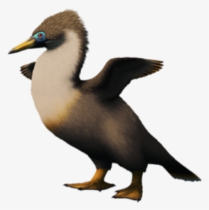 Copepteryx Hexeris, A Plotopterid Bird From The Late - Booby #1887111